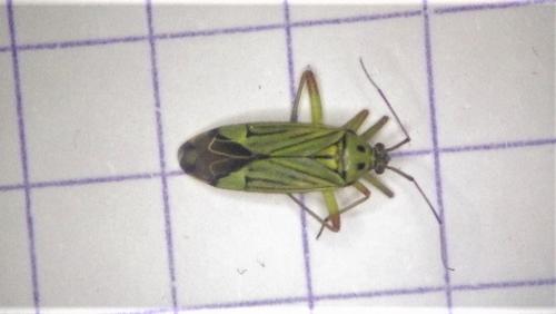 Réf. 282 208 : Mermitelocerus schmidtii